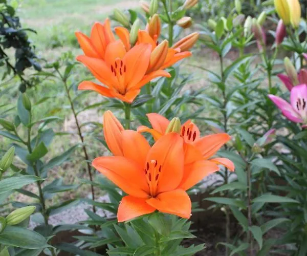 Resort Le Pietre Parlanti Resort&winery *